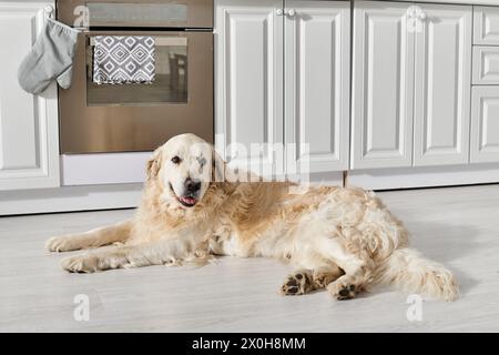 Ein Labrador-Hund mit einem ruhigen Auftreten liegt bequem auf dem Boden in einer gemütlichen Küche. Stockfoto