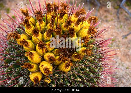 Arizona Barrel Cactus Ferocactus wislizenii Frucht aus nächster Nähe Stockfoto