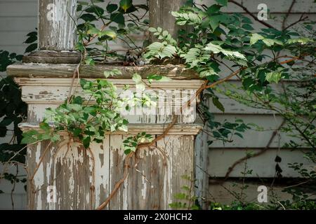 Abblätternde Farbe und Weinstöcke auf der Veranda, die von der Natur zurückgewonnen werden Stockfoto