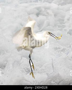 Reiher (Egretta garzetta), mit einem Fisch im Schnabel, der über den Schaum einer großen Welle fliegt Stockfoto