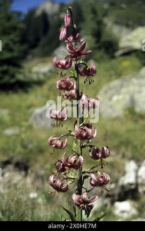 Die Türkenkappe in ihrem natürlichen Lebensraum auf dem Wanderweg ''Tour du Mont Blanc'' von La FlÃ gÃ¨Re nach Planpraz. [Automatisierte Übersetzung]“ Stockfoto