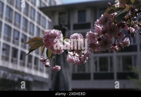 Zweig eines blühenden Strauchs vor der Neuen Maxburg und dem Mosesbrunnen. [Automatisierte Übersetzung] Stockfoto