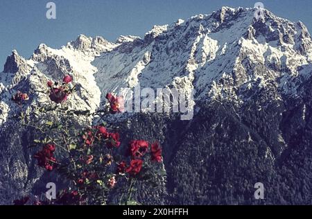 Das Karwendel ist nach Winterbeginn mit Schnee bedeckt. Rote Blumen im Vordergrund. [Automatisierte Übersetzung] Stockfoto