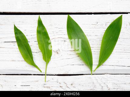 Zwei sehr ähnliche Frühlingsblätter. Auf der linken Seite befindet sich schmackhaftes, essbares Allium ursinum, bekannt als wilder Knoblauch, und auf der rechten Seite ist sehr giftiger Convallaria majalis Stockfoto