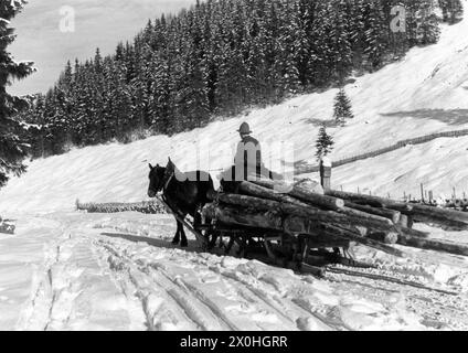 Holzbeseitigung im Winter mit einem Pferdeschlitten. Stockfoto