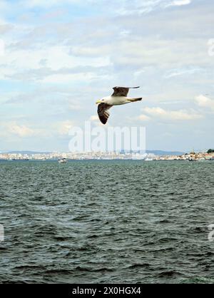 Eine Möwe fliegt über die Bucht vor dem Hintergrund von Istanbul Stockfoto