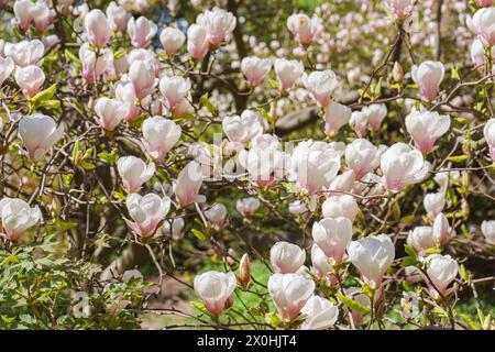 Blühender Baumzweig mit rosa Magnolia soulangeana Blumen im Park oder Garten auf grünem Hintergrund. Natur, Blumen, Gartenarbeit. Stockfoto