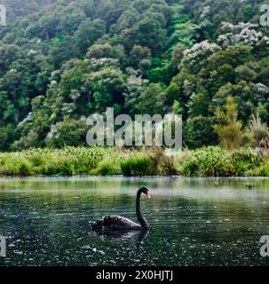 Schwarzer Schwan in einem Teich in Rotorua, Nordinsel, Neuseeland Stockfoto