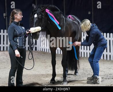 Schleswig-Holstein, Neumünster, Deutschland. 12. April 2024. Während einer praktischen Demonstration über Pferdeosteopathie und Pferdephysiotherapie auf der Nordpferd in den Holstenhallen wird ein Pferd von den Rednern mit Klebeband versehen. Die Messe für Pferde und Reitsport findet vom 12. Bis 14. April statt. Foto: Marcus Brandt/dpa/Alamy Live News Stockfoto