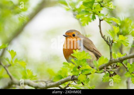 Nahaufnahme eines wilden britischen robinvogels (Erithacus rubecula), der an einem hellen Tag isoliert auf einem Zweig mit grünen Blättern thront. Stockfoto