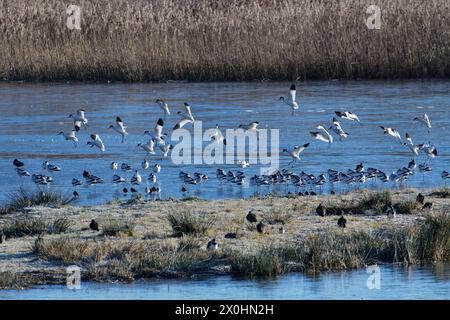 Avocet (Recurvirostra avosetta) landete mit anderen auf gefrorenem, überflutetem Marschland bei Flut, RSPB Bowling Green Marsh, Devon, Großbritannien. Stockfoto