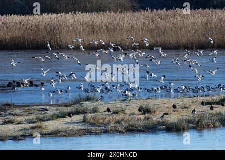 Avocet (Recurvirostra avosetta) landete mit anderen auf gefrorenem, überflutetem Marschland bei Flut, RSPB Bowling Green Marsh, Devon, Großbritannien. Stockfoto