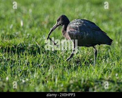 Hochglanzibis (Plegadis falcinellus) mit einem Erdwurm (Lumbricus terrestris) im Schnabel, gefangen auf feuchten Weiden, Somerset Levels, Großbritannien Stockfoto