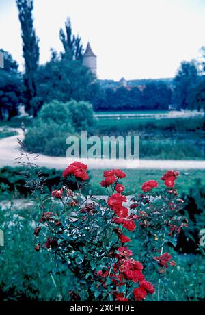 Ansicht von Maininsel nach Centturm [automatisierte Übersetzung] Stockfoto