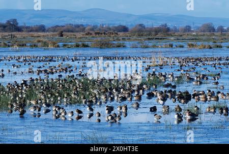 Die Herden von Common Teal (Anas crecca) und Wigeon (Anas penelope) ruhen auf weitgehend gefrorenen, überfluteten Sumpfgebieten im RSPB Greylake Nature Reserve, Somerset, Vereinigtes Königreich. Stockfoto