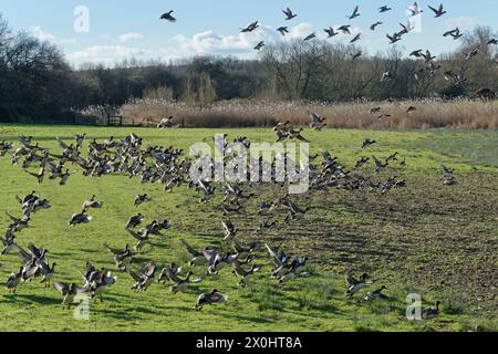 Wigeon (Anas penelope) Herde, die nach dem Grasweiden auf Weideflächen am Ufer des Flusses Severn, Gloucestershire, Großbritannien, im Januar startete. Stockfoto