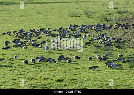 Wigeon (Anas penelope) beweidet Gras auf Weideflächen am Ufer des Flusses Severn, Gloucestershire, Großbritannien, Januar. Stockfoto