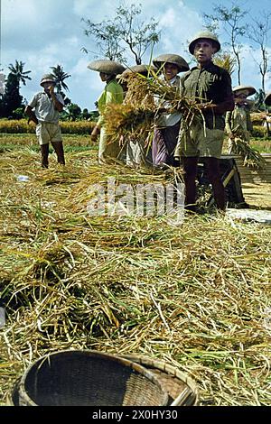 Eine Gruppe von Landwirten, die Reis auf Bali, Indonesien, ernten. Sie tragen große Strohhüte. Vor ihnen auf dem Boden liegt ein Haufen der geernteten Reispflanzen. Im Hintergrund die Reisfelder und einige Palmen. [Automatisierte Übersetzung] Stockfoto