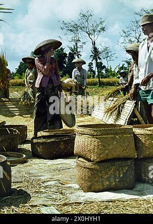 Eine Gruppe von Landwirten, die Reis auf Bali, Indonesien, ernten. Im Hintergrund wird ein Teil der Gruppe das Getreide Dreschen, um die Reiskörner von den Pflanzen zu trennen. Im Vordergrund wird der gelockerte Reis in gewebte Körbe gefüllt und für den Transport vorbereitet. Die Bauern tragen große runde Strohhüte. [Automatisierte Übersetzung] Stockfoto