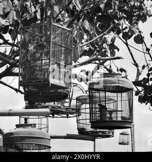 Einige Käfige mit Vögeln in ihnen hängen von den Zweigen eines Baumes an einem Vogelmarkt in Yogyakarta, Indonesien. Die Käfige bestehen aus Metall oder geflochtenen Zweigen. [Automatisierte Übersetzung] Stockfoto