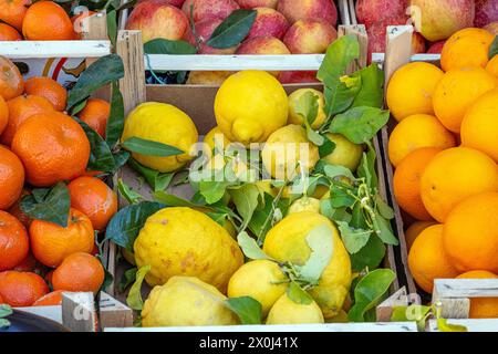 Zitrusfrüchte in Kisten zum Verkauf auf einem Markt Stockfoto