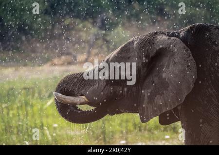 Elefant im Regen am Boteti River, Botswana Stockfoto