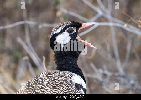 Der schwarze Korhaan in Zentral-Kalahari, Botswana Stockfoto