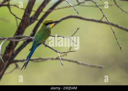 Bienenfresser in Zentral-Kalahari, Botswana Stockfoto