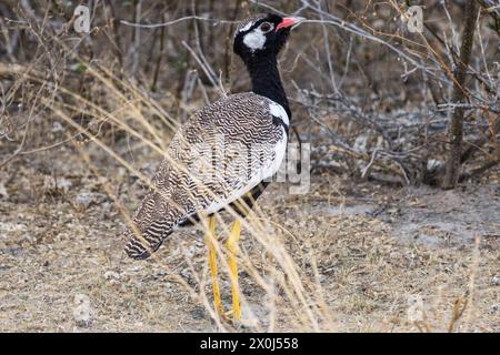 Der schwarze Korhaan in Zentral-Kalahari, Botswana Stockfoto