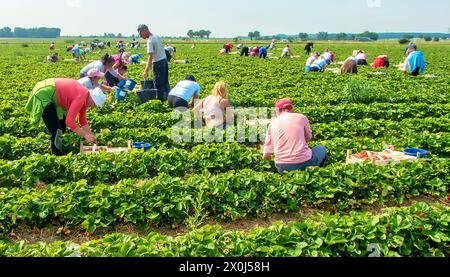 Vorschau Foto Erdbeeren - frisch gepflückt im Erdbeerhof in Gleidingen bei Hannover - gesehen am 08.06.2018 *** Vorschau Foto Erdbeeren frisch geerntet auf der Erdbeerfarm in Gleidingen bei Hannover gesehen am 08 06 2018 Stockfoto