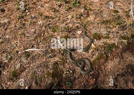 Schlange im sonnigen Frühlingswald Stockfoto