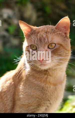 Eine Nahaufnahme einer Katze, die ruhig auf dem Boden sitzt. Die Katze fokussiert sich intensiv, mit hochgezogenen Ohren. Sein Fell ist schlank und gepflegt. Stockfoto