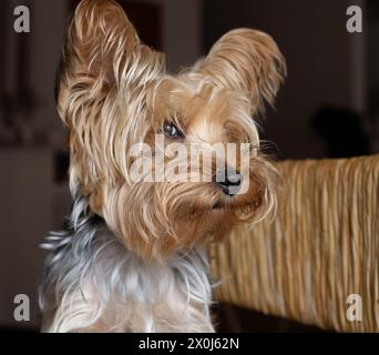 Goldener yorkshire-Hund mit misstrauischem Gesichtsausdruck. Nahaufnahme. Dunkler Hintergrund Stockfoto