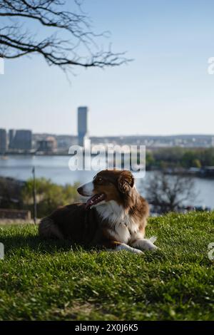 Brauner flauschiger süßer Hund Aussie auf einer grünen Wiese am sonnigen Frühlingstag. Australian Shepherd Red Tricolor auf einem Spaziergang im Kalemegdan Park, mit dem Fluss Sava und Stockfoto