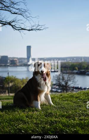 Brauner flauschiger süßer Hund Aussie auf einer grünen Wiese am sonnigen Frühlingstag. Australian Shepherd Red Tricolor auf einem Spaziergang im Kalemegdan Park, mit dem Fluss Sava und Stockfoto