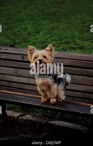 Ein charmanter, flauschiger Yorkshire Terrier sitzt auf einer Holzbank in einem Frühlingspark und posiert. Ein süßer, dekorativer Hund auf einem Spaziergang Stockfoto