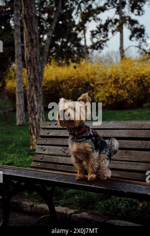 Ein charmanter, flauschiger Yorkshire Terrier sitzt auf einer Holzbank in einem Frühlingspark und posiert. Ein süßer, dekorativer Hund auf einem Spaziergang. Gelbe Sträucher mit Blumen Beh Stockfoto
