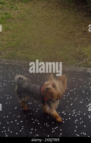 Ein süßer, zotteliger Yorkshire Terrier in einer roten karierten Weste spaziert durch den Frühlingspark. Blick von oben. Nebeliger Morgen und ein weicher, verschwommener Hintergrund im RET Stockfoto
