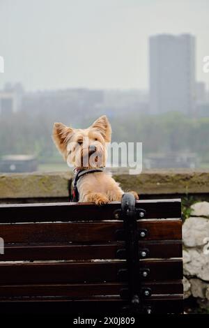 Ein charmanter, flauschiger Yorkshire Terrier steht auf einer Holzbank und posiert. Ein süßer, dekorativer Hund macht an einem nebeligen Morgen clevere Tricks im Park Stockfoto