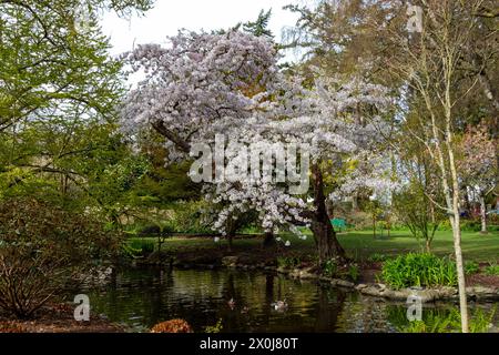 Frühlingslandschaften im Beacon Hill Park im schönen Victoria, British Columbia, Kanada. Stockfoto