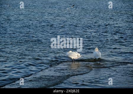 Zwei weiße Schwäne stehen im Wasser am Ufer der Donau und bürsten sich bei Sonnenuntergang. Möwen fliegen in der Nähe. Zemun distri Stockfoto