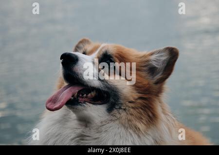 Der charmante rote flauschige walisische Corgi Pembroke ist wie ein Fuchs. Ein reinrassiger Hund auf dem Damm posiert in der Nähe des Flusses. Nahaufnahme Hochformat Stockfoto