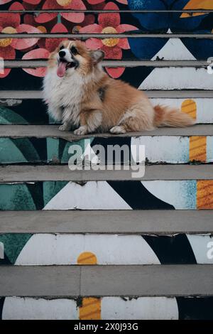 Der charmante rote flauschige walisische Corgi Pembroke ist wie ein Fuchs. Ein reinrassiger glücklicher Hund posiert auf einer farbenfrohen Treppe im Zentrum von Belgrad Stockfoto