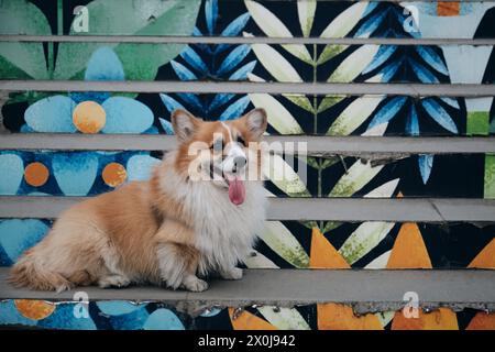 Der charmante rote flauschige walisische Corgi Pembroke ist wie ein Fuchs. Ein reinrassiger glücklicher Hund posiert auf einer farbenfrohen Treppe im Zentrum von Belgrad Stockfoto