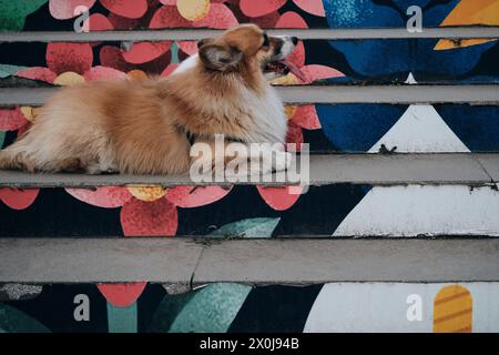 Der charmante rote flauschige walisische Corgi Pembroke ist wie ein Fuchs. Ein reinrassiger glücklicher Hund posiert auf einer farbenfrohen Treppe im Zentrum von Belgrad Stockfoto