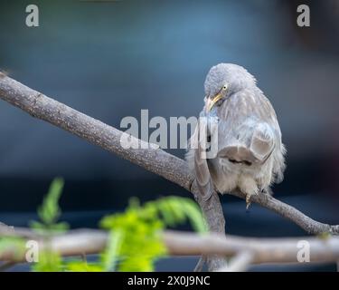 Ein Dschungelbabbler, der auf einem Baum thront Stockfoto