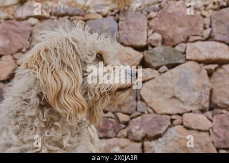 Ein Hund mit zotteligem Mantel steht vor einer Steinmauer Stockfoto