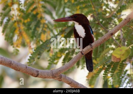 Weißbrust gemeiner eisvogel Stockfoto