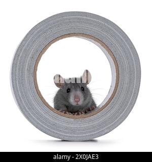 Niedliche junge blaue Ratte, die in einem grauen Band sitzt. Blick über Kante. Isoliert auf weißem Hintergrund. Stockfoto