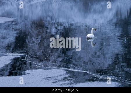 Schwan auf einem See, schneebedeckte Bäume spiegeln sich im Wasser, Winterstimmung, Deutschland Stockfoto